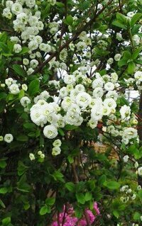 背丈の低い庭木で 白い小さな花をつける植物の名前を教えて下さい シジ Yahoo 知恵袋