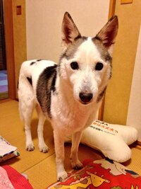 この犬種はなんですか ハスキーで 少数ではありますが パイ Yahoo 知恵袋