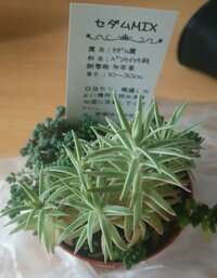 ホームセンターで初めて多肉植物のセダムを購入しました セダムはア Yahoo 知恵袋