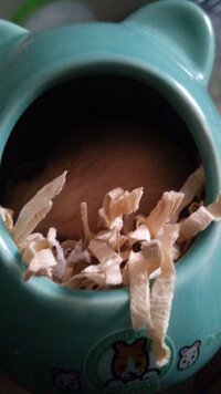 ハムスターが脱走して 見つけたときには埃をもぐもぐ 食べ Yahoo 知恵袋