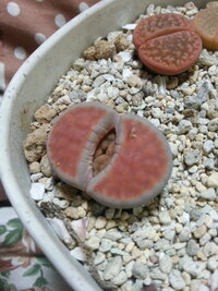 多肉植物リトープス属の育て方 日輪玉を買ったのですが1回花が咲くと花は咲か Yahoo 知恵袋
