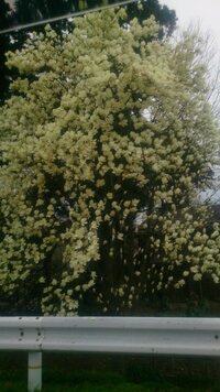 春によく見かける こちらの白い花が咲く木の名前を教えてください Yahoo 知恵袋