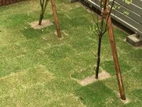 庭木と芝生の共存について 家の庭にはオリーブとハナミズキを植えていま Yahoo 知恵袋