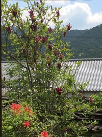 花の名前紫色春花今の季節に咲いている紫色の花ですが 名前は何でし Yahoo 知恵袋