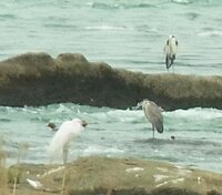 オギャー ギャー と鳴く夜行性の鳥を知ってますか 再度質問致しま Yahoo 知恵袋