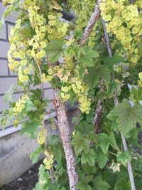 マイクラの装備 武器にはいくつエンチャントを付けられるんですか Yahoo 知恵袋