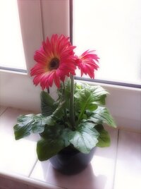 今回初めてガーベラの鉢植えを買いました 育てるのは難しいですか ご経験のあ Yahoo 知恵袋