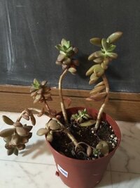 この徒長した多肉植物の最良の挿し木の方法をご教授して下さい 徒長し Yahoo 知恵袋