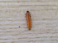 ガジュマルの根元に 昨日からこの虫がよくいるのでが何の虫でしょ Yahoo 知恵袋