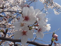 桜に関する和歌か俳句下の写真を見て 桜 という言葉が使われている有名な和歌 Yahoo 知恵袋