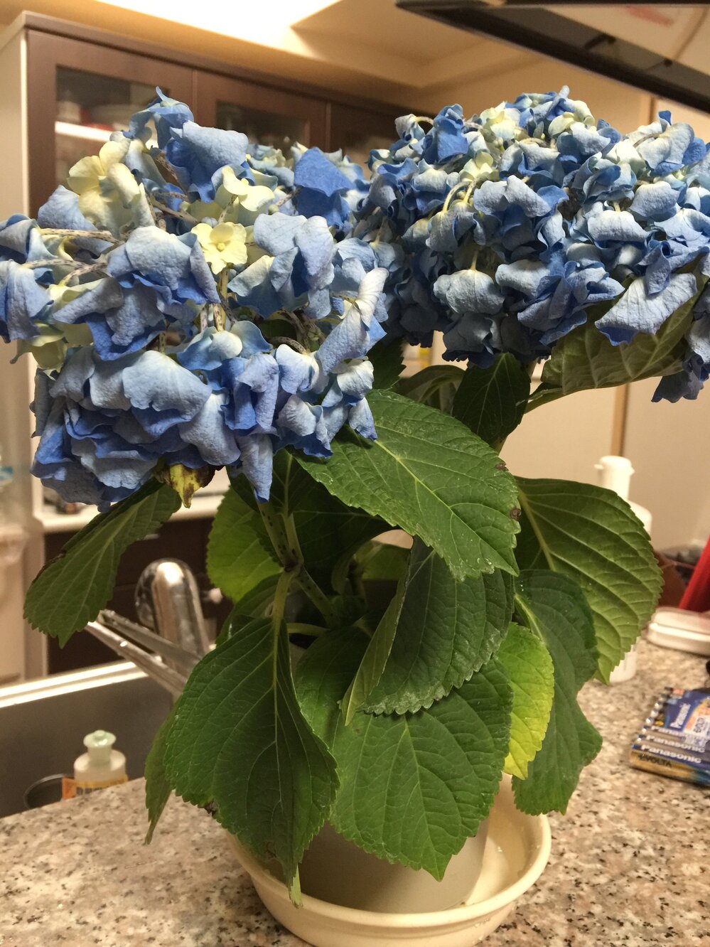 紫陽花が枯れそうです まだ買ったばかりなのに 買ってから 次の日に Yahoo 知恵袋