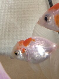 金魚の頭が画像のように水ぶくれになってしまったのですが どのような病気でし Yahoo 知恵袋