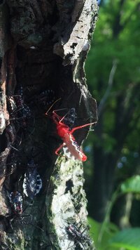 この赤い虫はなんと言う虫ですか 桜の木の蜜に集まっていました 息 Yahoo 知恵袋