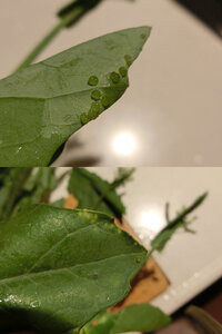 なんで菜の花にアブラムシがわくんですか アブラムシ アリマキ Yahoo 知恵袋