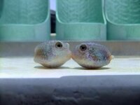 この可愛い魚はなんですか ハコフグの赤ちゃんですね 種類までは分かり Yahoo 知恵袋