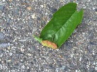 桜の木の葉っぱに 葉っぱが巻いたようなものができているのですが Yahoo 知恵袋