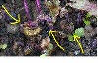 青紫蘇の害虫について 無農薬で青紫蘇を栽培しているのですが 小さ Yahoo 知恵袋