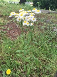 今日 雑草の中に白い花を見つけました 名前を教えてください タマスダレ Yahoo 知恵袋