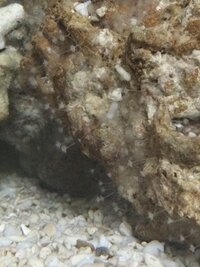海水水槽のライブロックから写真のように白いヒドラ のようなものが出てきてし Yahoo 知恵袋
