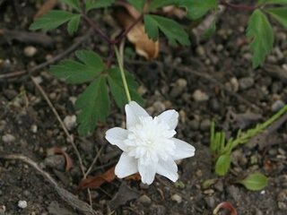 白い花の咲いている 野草の名前を教えて下さい 青森県十和田市の Yahoo 知恵袋