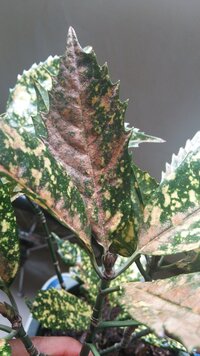 アオキの葉焼けについて教えて下さい 夏 朝から16時くらいまで Yahoo 知恵袋