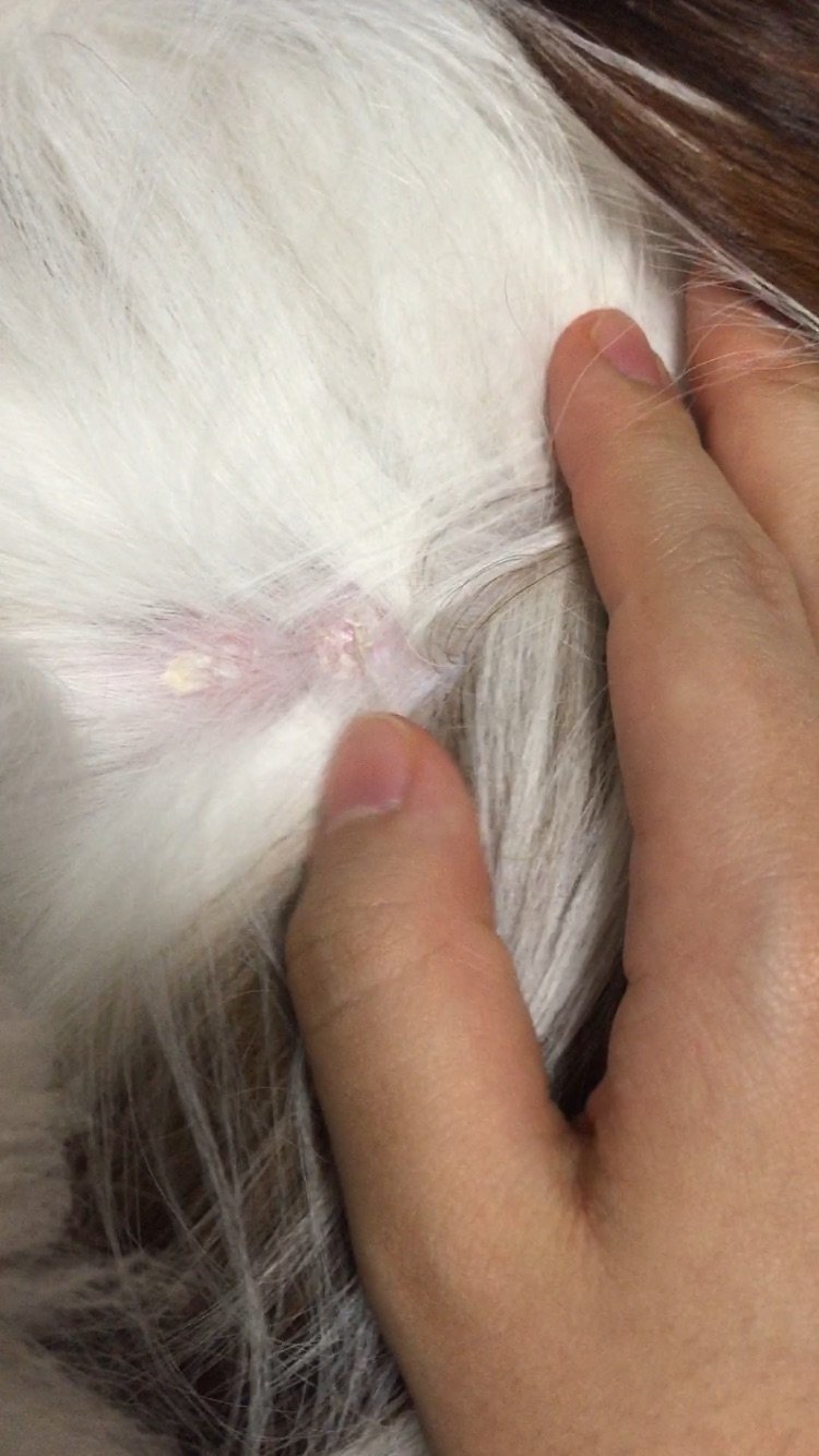 犬の皮膚に白い塊？がありますu2026犬の背中を撫でていると、カサブタの 