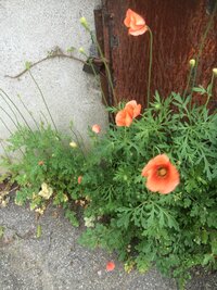 選択した画像大麻草花写真