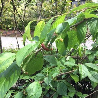 桜の木の病気について質問致します 添付写真の様に葉が赤っぽくなり 膨らんだ Yahoo 知恵袋