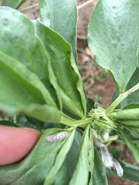 そら豆の葉っぱが虫に食われたのですけど 近くに見当たりません ど Yahoo 知恵袋