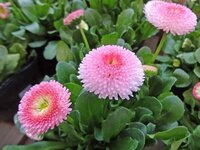 ピンクのデイジーの花言葉を教えてください デージーの花言葉はhttp Yahoo 知恵袋