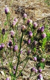 空き地に咲いてる背丈50cmほどの紫の小さな花の雑草は 何という Yahoo 知恵袋