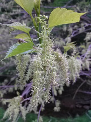 白いふわふわした花ですなんですか クワ科の マグワ クワ の雄花で Yahoo 知恵袋