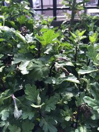 ﾐﾔｺﾜｽﾚｶﾞﾀｴﾃｼﾏｲﾏｽ 都忘れの花が絶えてしま Yahoo 知恵袋