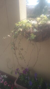 観葉植物のアイビー ヘデラ が枯れました どうすればよいので Yahoo 知恵袋