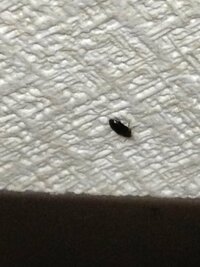 最近家に小さいゴキブリみたいな虫がたくさんいます もう5 6匹は殺しました Yahoo 知恵袋