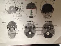 顔 頭の各部位の名称を自分なりに調べてみました 合っているか確認 Yahoo 知恵袋