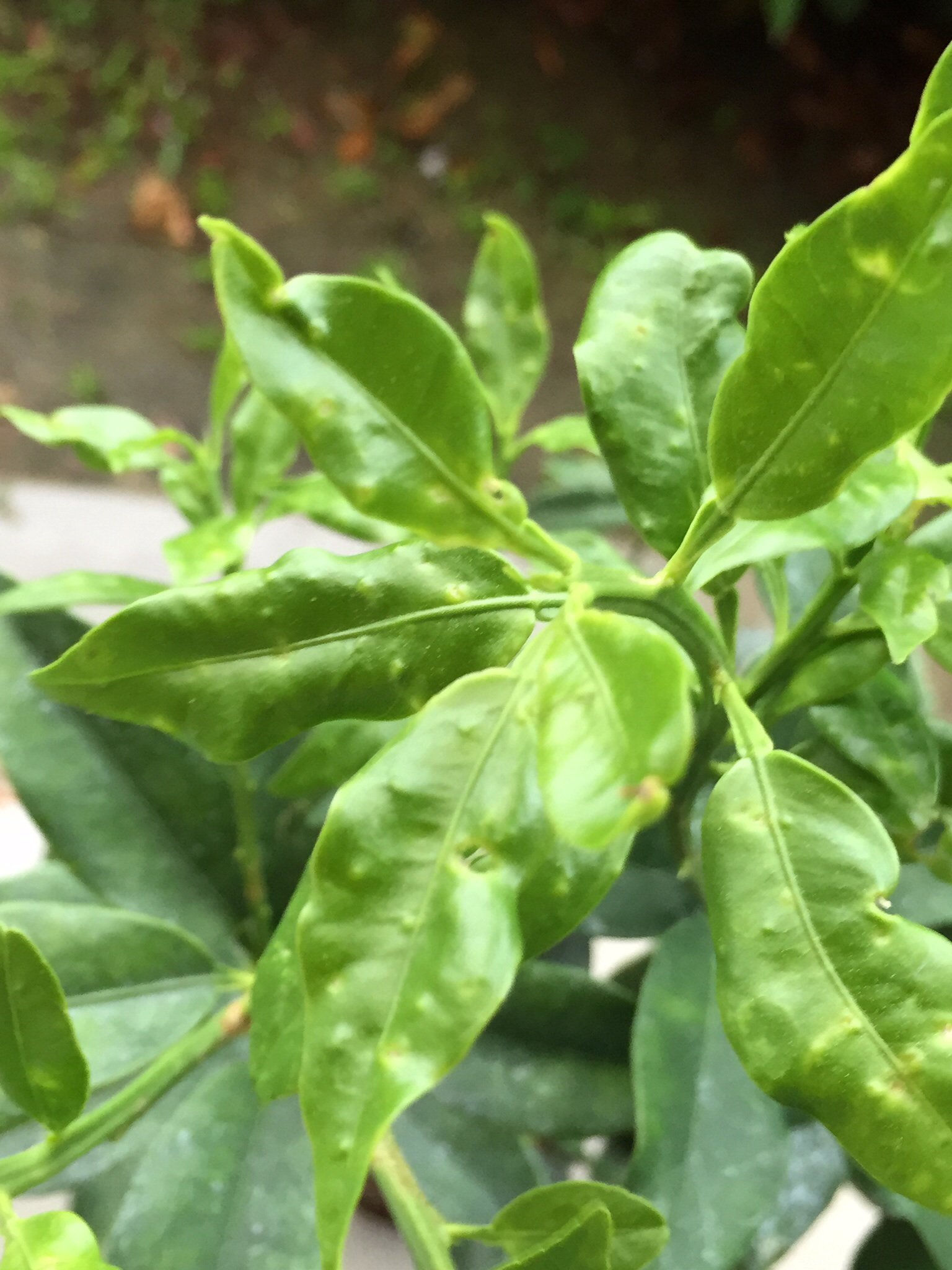 写真のようにキンカンの葉に黄色の斑点が出てきました。病気でしょうか