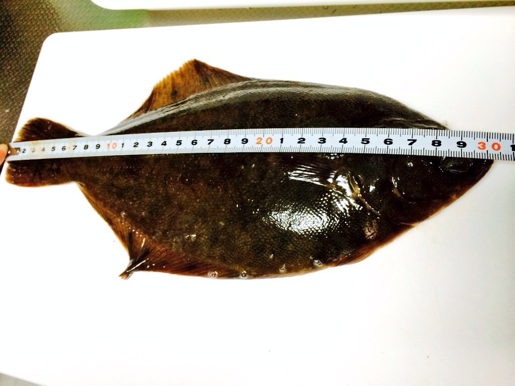 このカレイの種類は何ですか 本日北海道の小樽で釣りました 隣のおじちゃんに Yahoo 知恵袋