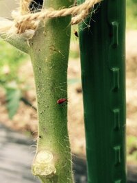 家庭菜園をしている者です 最近ピーマンやトマトに赤い小さな虫が大量発生して Yahoo 知恵袋