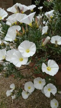 この花は何て言う名前でしょうか 知り合いから譲り受けたのですが名前が分かり Yahoo 知恵袋