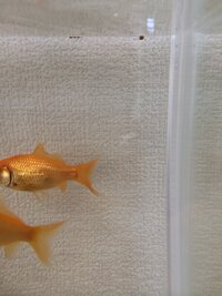 金魚の背びれと尾びれが欠けているのですが 病気でしょうか ケガでしょうか Yahoo 知恵袋