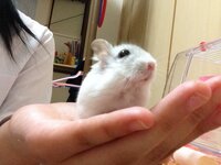 ハムスターを飼っていて ハムスターって瞬きをあまりしていないように Yahoo 知恵袋