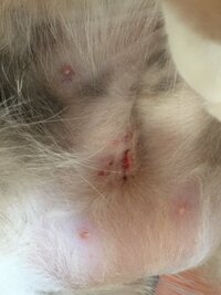 猫の避妊手術 傷跡について心配事があります 抜糸後傷跡を見ると皮 Yahoo 知恵袋