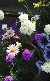 色々な花が写ってますが かたまり状の白い花と赤紫の花の名前をおし Yahoo 知恵袋