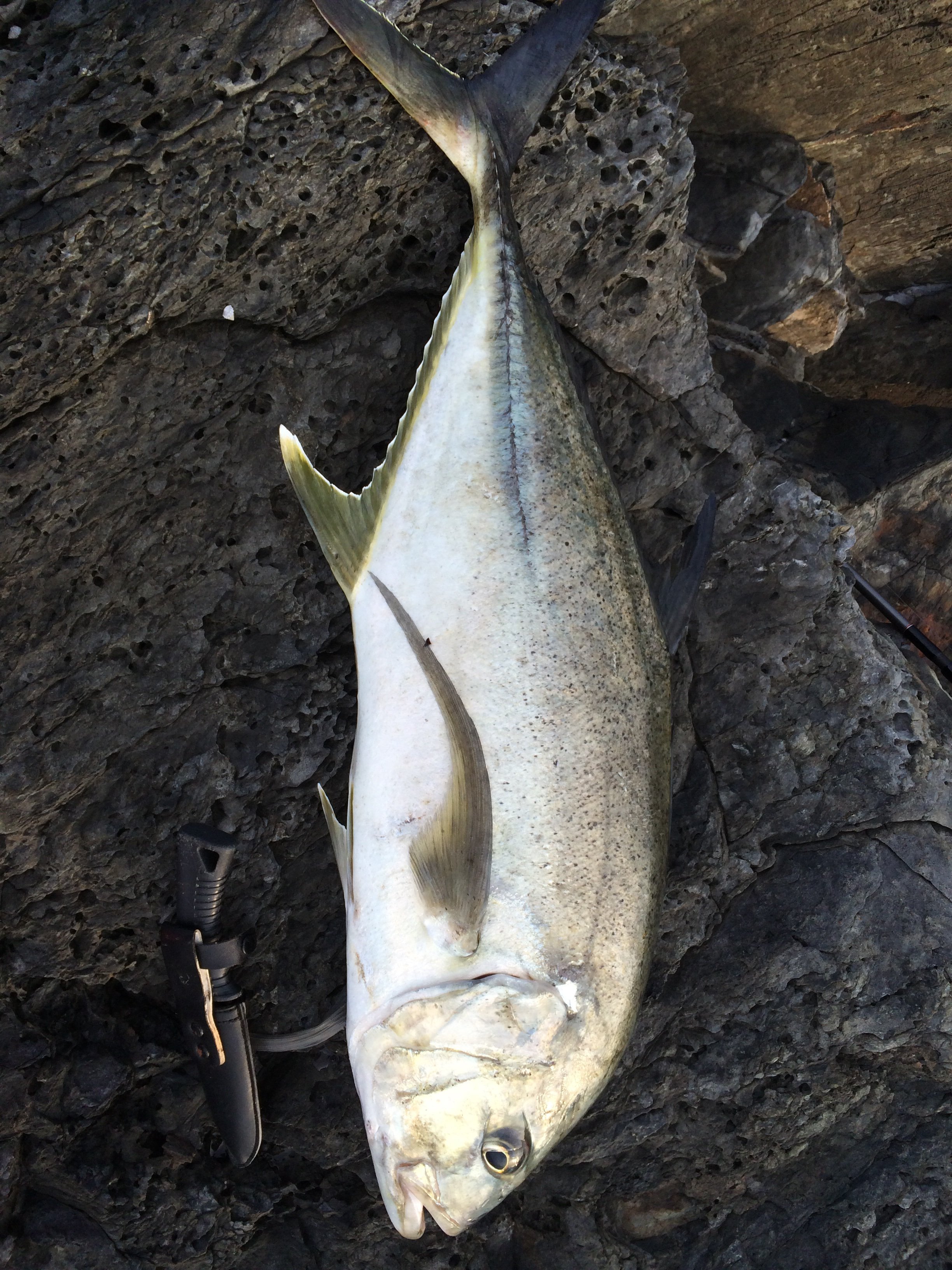 この魚はオニヒラアジですか ロウニンアジですか はたまたギンガメアジですか Yahoo 知恵袋