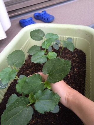 間引き オクラ苗