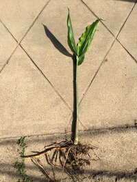 ミョウガについてです 花が咲いたミョウガは食べれますか 花 Yahoo 知恵袋