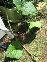 ゴーヤの花が無くなってしまいます こちらでもお知恵を拝借しつつ育て始めた Yahoo 知恵袋