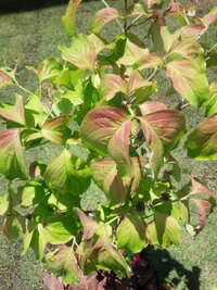 ハナミズキを盆栽や鉢植えで育てるのは無理でしょうか ネットで検索すると 開花 Yahoo 知恵袋