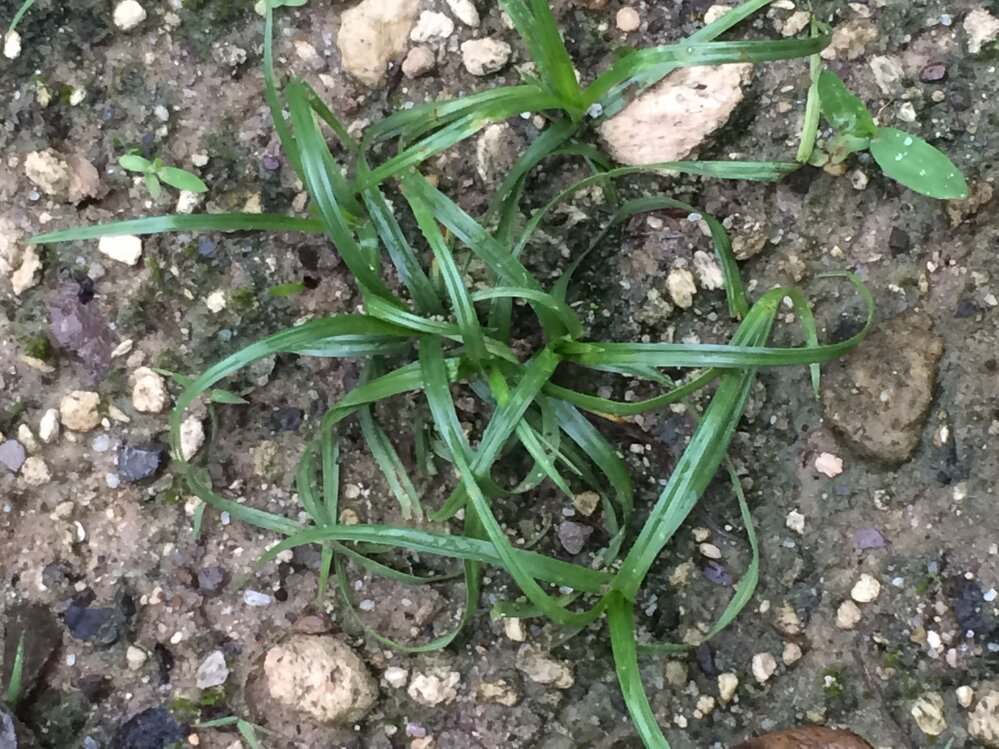 これはなんの植物でしょうか 我が家にはいろいろな雑草が生えていて Yahoo 知恵袋